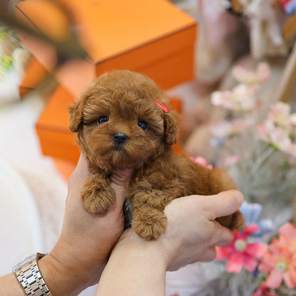 Poodle - Soy (Female)