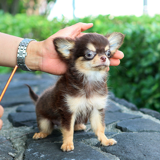 Teacup Chihuahua female puppy available at Cute Ptiga