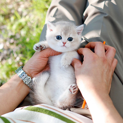 Munchkin - Jindaeng (Female)