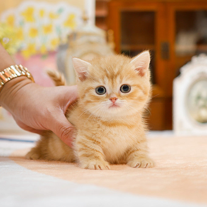 Munchkin - Akkung (Male)