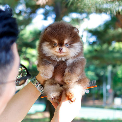 Pomeranian - Beri (Male)