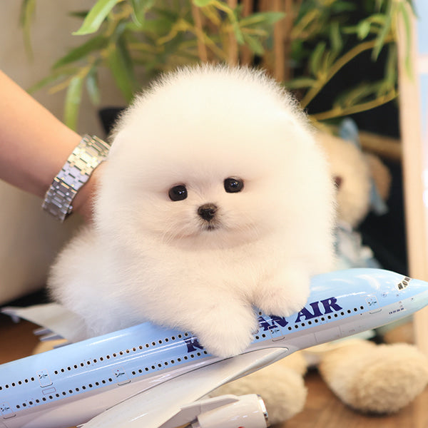 Pomeranian - Deobi (Male)