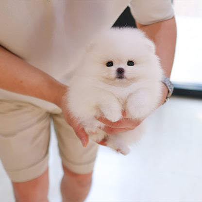 Pomeranian - Bona (Female)