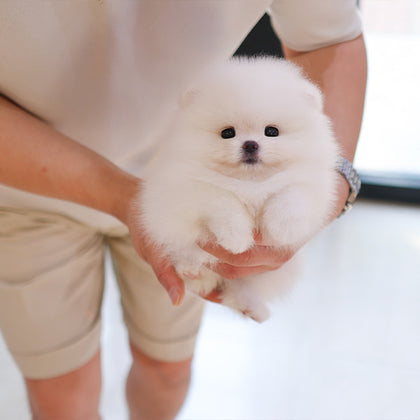 Pomeranian - Bona (Female)