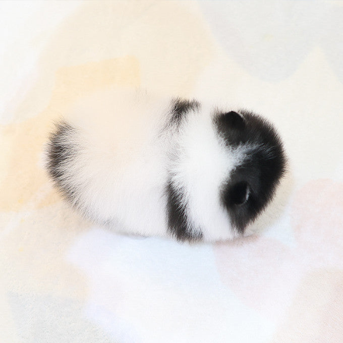 Pomeranian - Wuyu (Male)