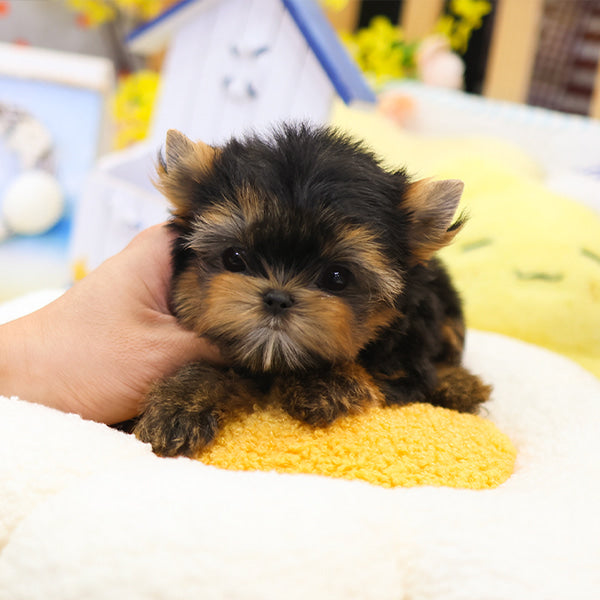 Yorkshire Terrier - Susu (Male)