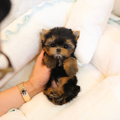 Yorkshire Terrier - Susu (Male)