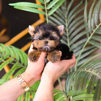 Yorkshire Terrier - Susu (Male)