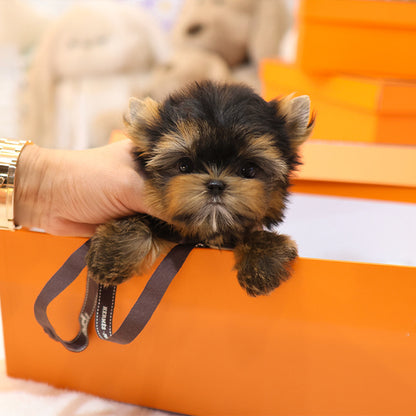 Yorkshire Terrier - Susu (Male)