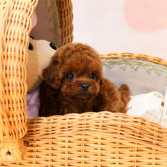 Poodle - Relli (Female)