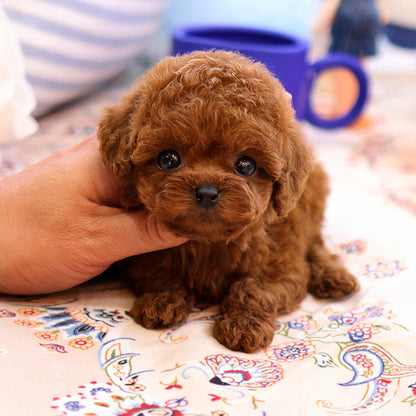 Poodle - Relli (Female)