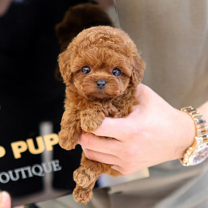 Poodle - Relli (Female)