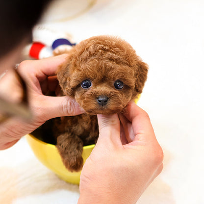 Poodle - Relli (Female)