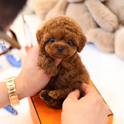 Poodle - Relli (Female)