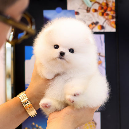 Pomeranian - Kotin (Female)