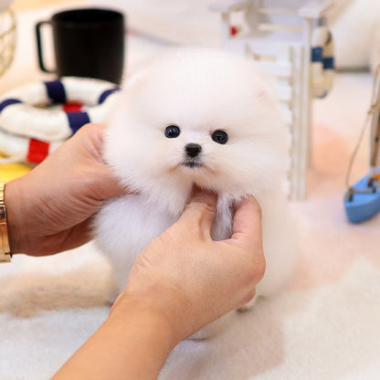 Pomeranian - Kotin (Female)