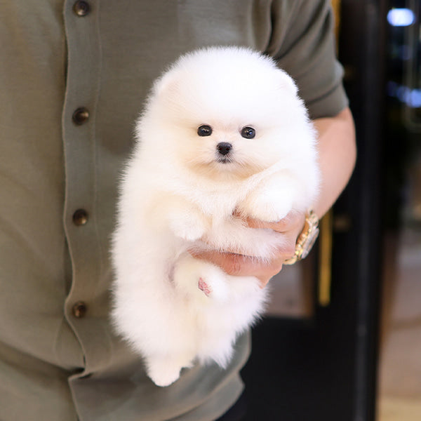 Pomeranian - Kotin (Female)