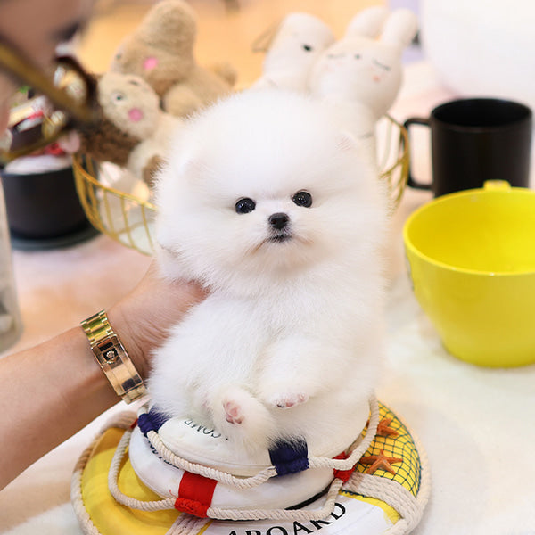 Pomeranian - Kotin (Female)