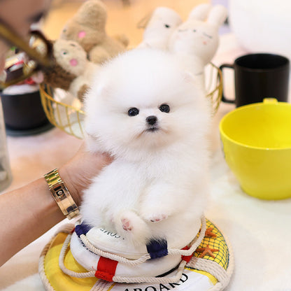 Pomeranian - Kotin (Female)