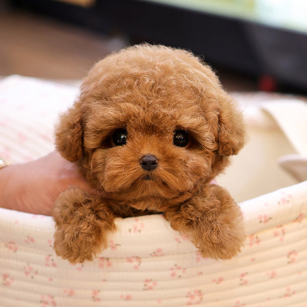 Poodle - Kombo (Male)