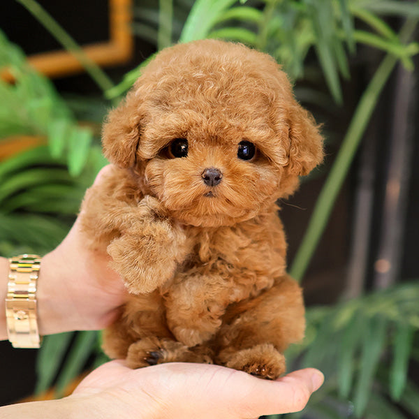 Poodle - Kombo (Male)