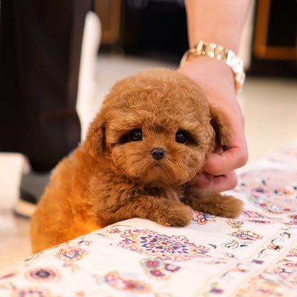 Poodle - Kombo (Male)
