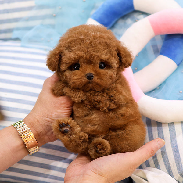 Poodle - Kombo (Male)