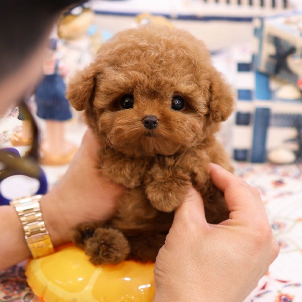 Poodle - Kombo (Male)