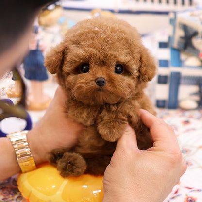 Poodle - Kombo (Male)