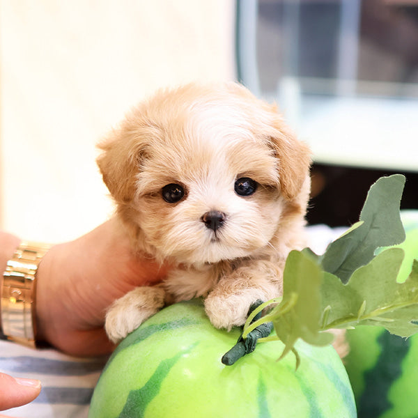 Maltipoo - Dian (Female)