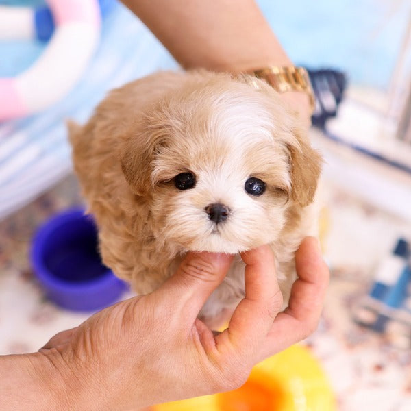 Maltipoo - Dian (Female)