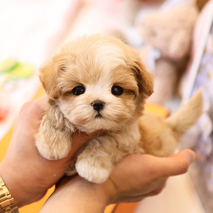 Maltipoo - Dian (Female)