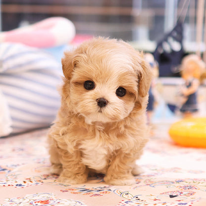 Maltipoo - Dian (Female)