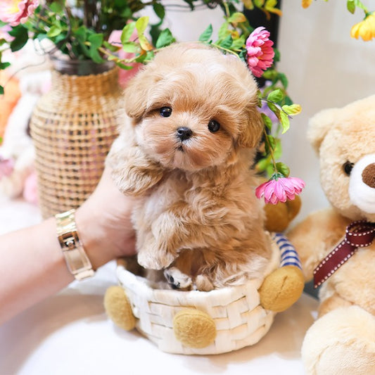 Maltipoo - Dongjoo (Male)