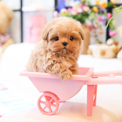Maltipoo - Dongjoo (Male)