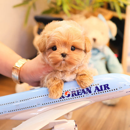 Maltipoo - Dongjoo (Male)