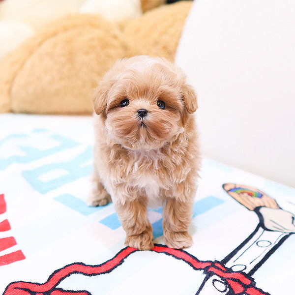 Maltipoo - Dongjoo (Male)