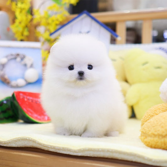 Pomeranian - Hanna (Female)