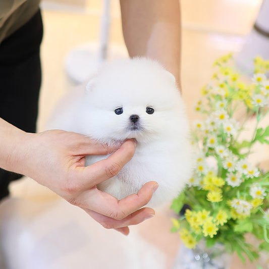 Pomeranian - Hanna (Female)