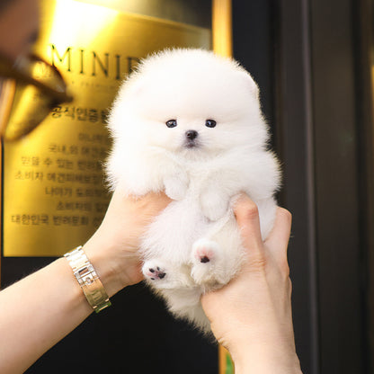 Pomeranian - Hanna (Female)