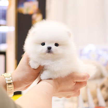 Pomeranian - Hanna (Female)