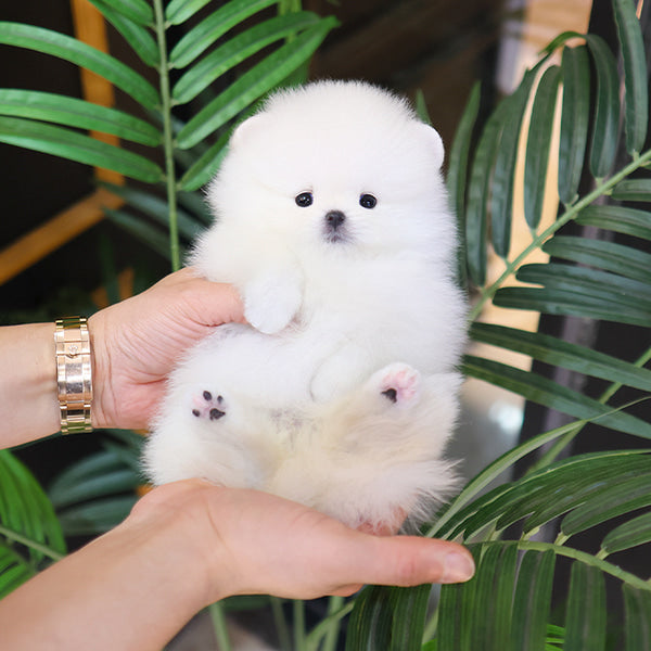 Pomeranian - Hanna (Female)