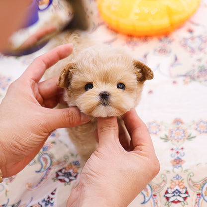 Maltipoo - Jinu (Male)