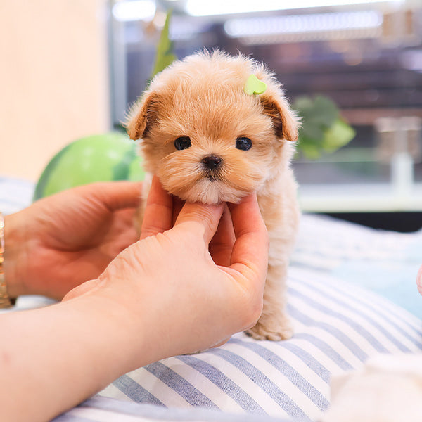 Maltipoo - Jinu (Male)
