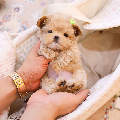 Maltipoo - Jinu (Male)