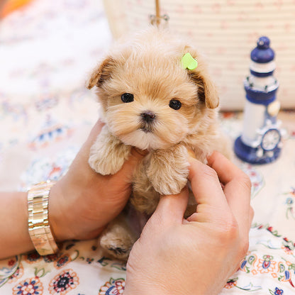 Maltipoo - Jinu (Male)