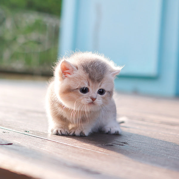 Munchkin - Ppoppo (Female)