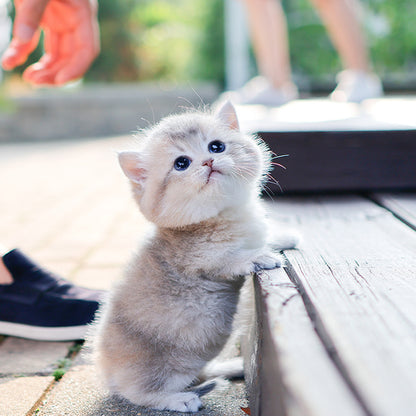 Munchkin - Ppoppo (Female)