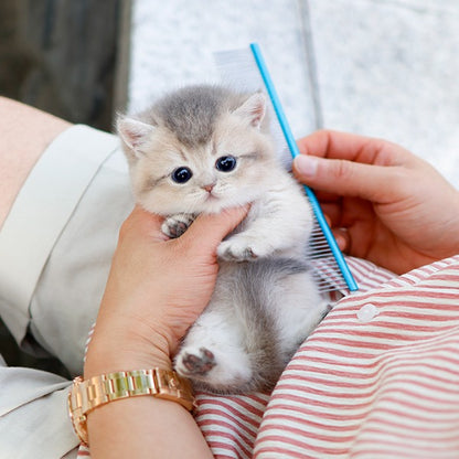 Munchkin - Ppoppo (Female)