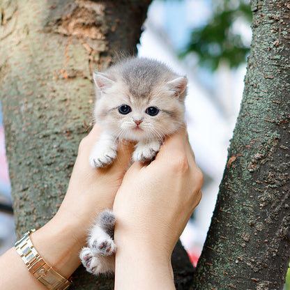 Munchkin - Ppoppo (Female)